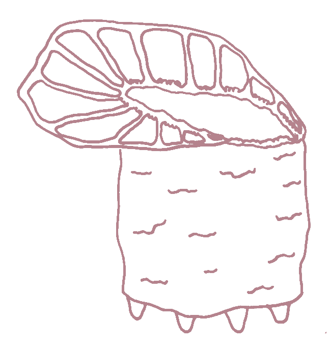 Dessin de la pièce le domaine des petits doigts